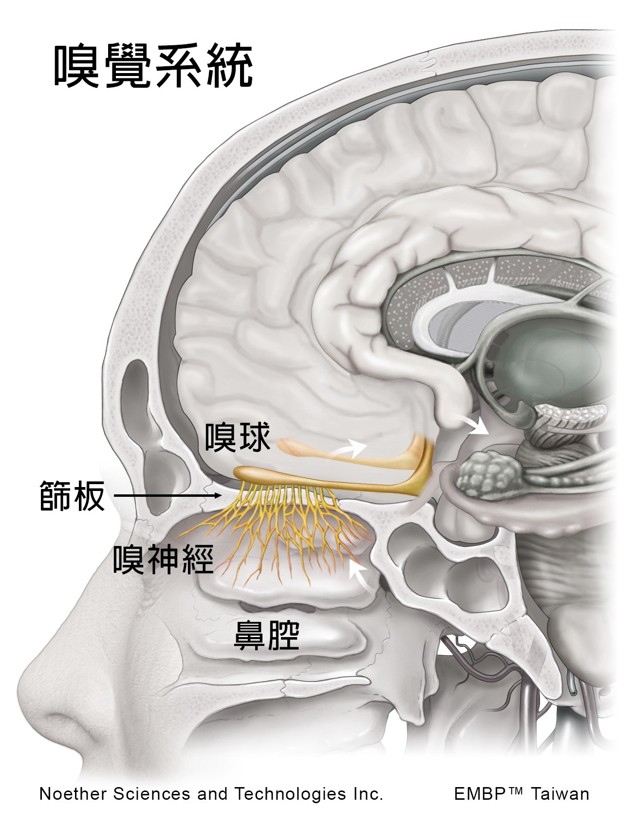 老年人的嗅覺喪失