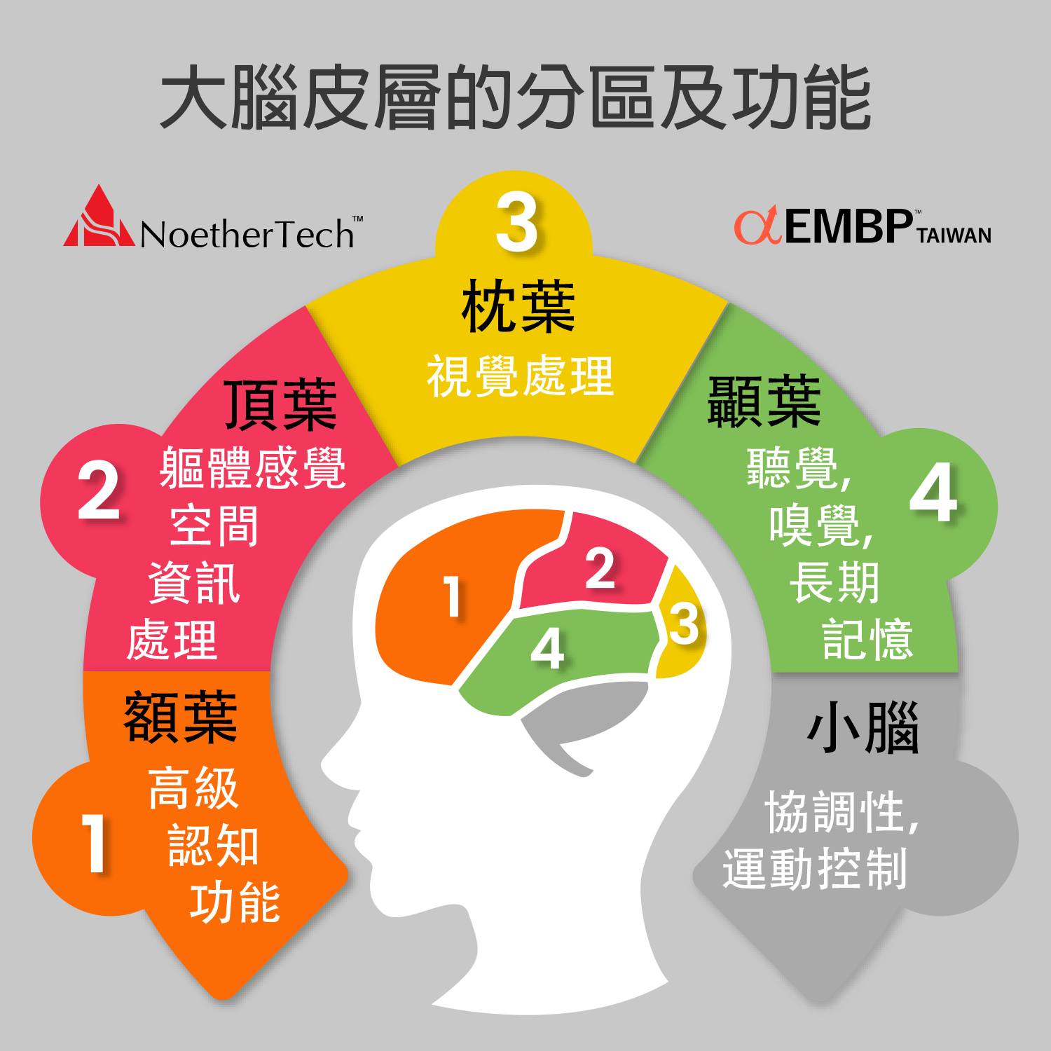 大腦皮層的分區及功能