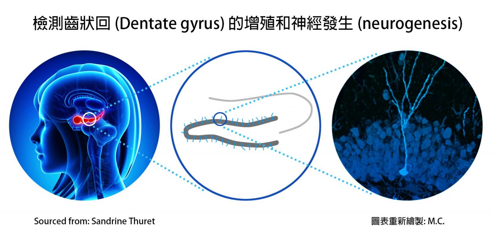 大腦是否會產生新的細胞