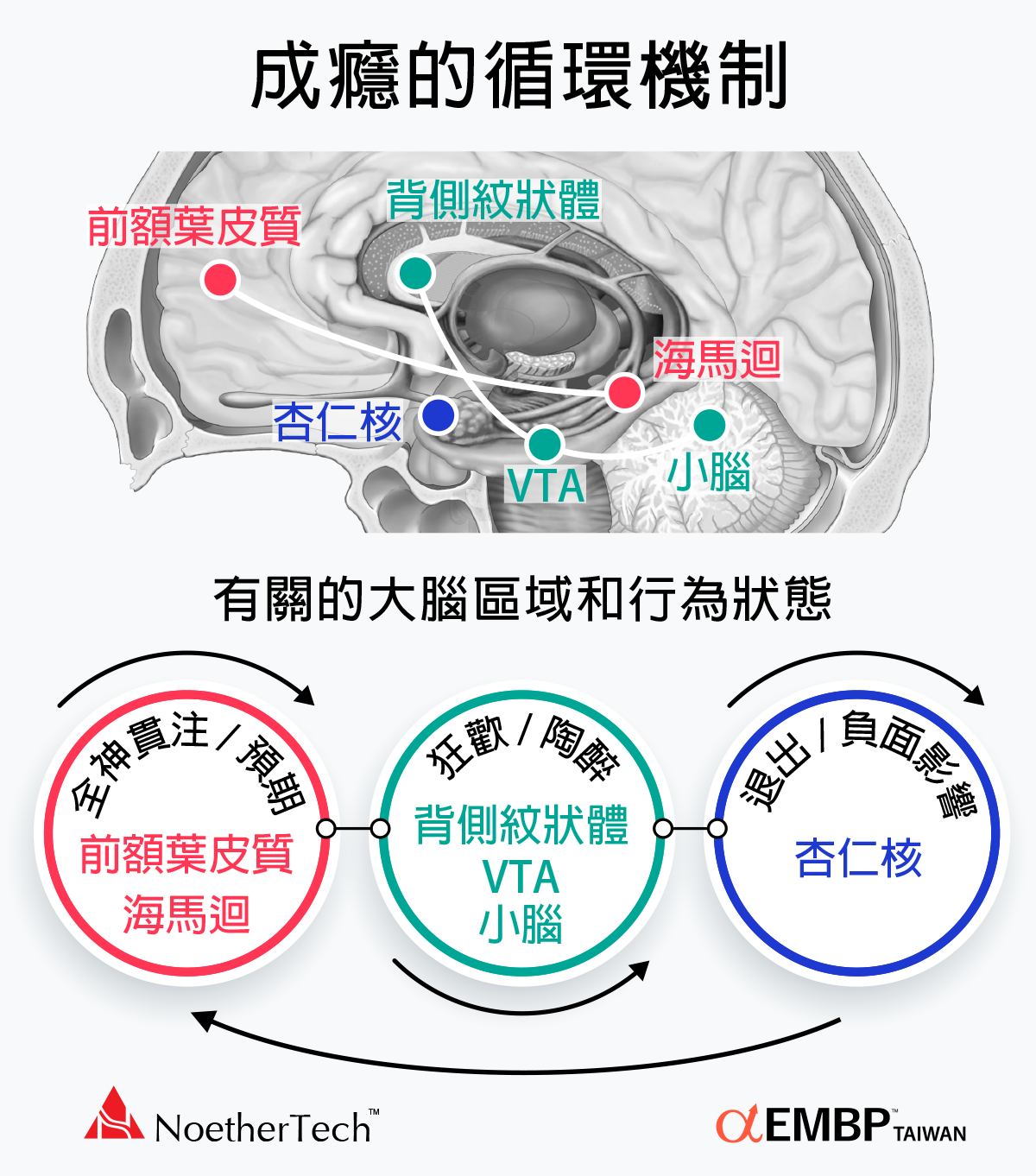 成癮的循環機制