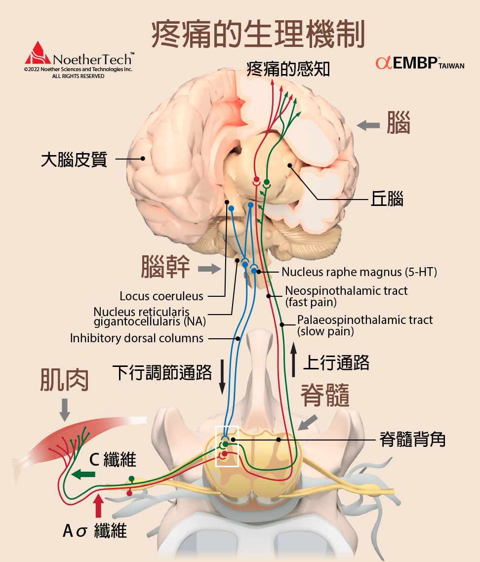 疼痛的心理機制