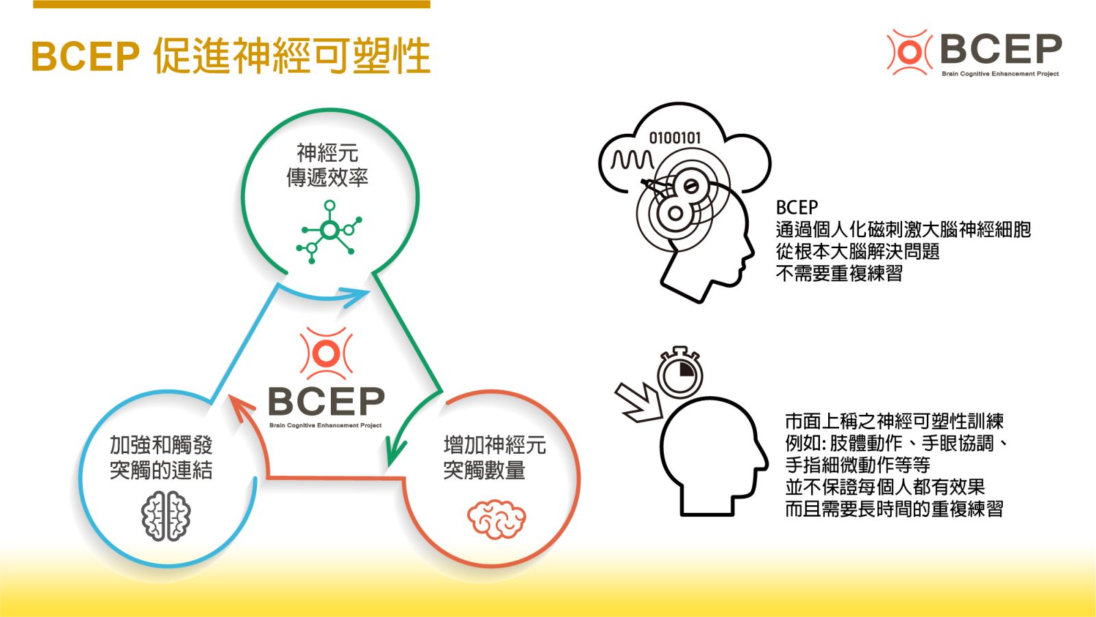 BCEP 促進神經可塑性