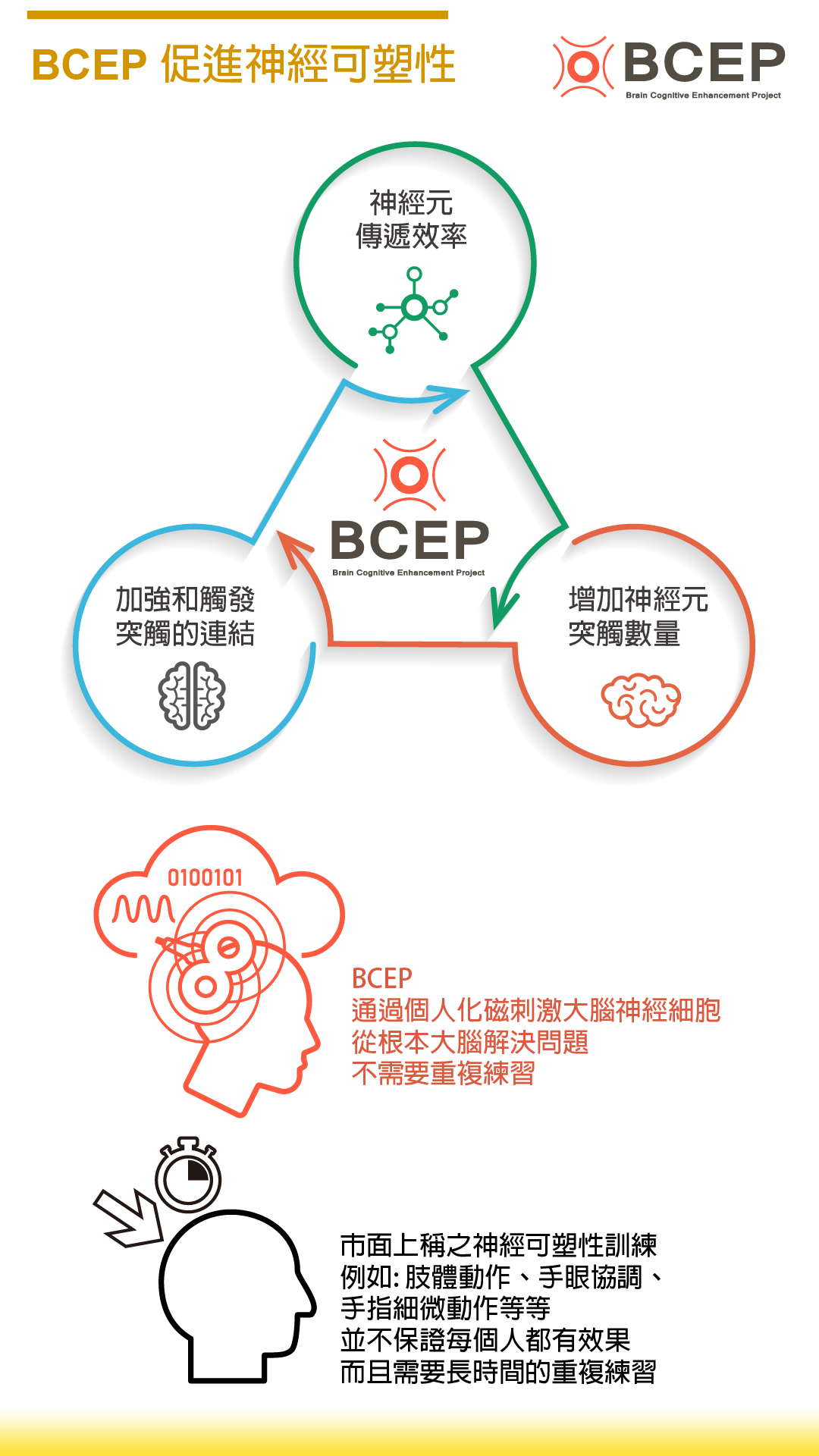 BCEP 促進神經可塑性