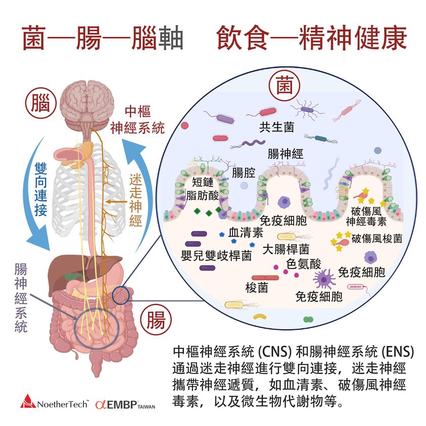 菌—腸—腦軸