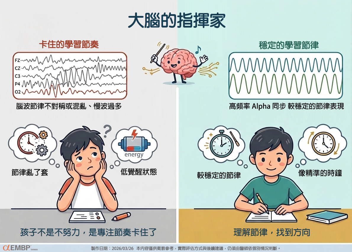 大腦的指揮家（概念示意圖）